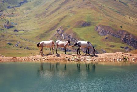 azerbaijan fauna