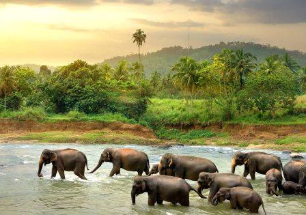 srilanka sayt